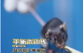 神二十一有4只“小鼠航天